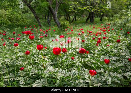 Peonia selvatica (Paeonia peregrina romanica) in una foresta vicino alla fortezza di Enisala a Dobrogea. Romania. Foto Stock