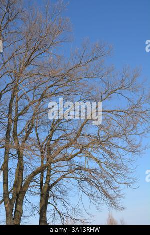 Querce senza foglie all'inizio della primavera sullo sfondo di un cielo blu primaverile. Foto Stock