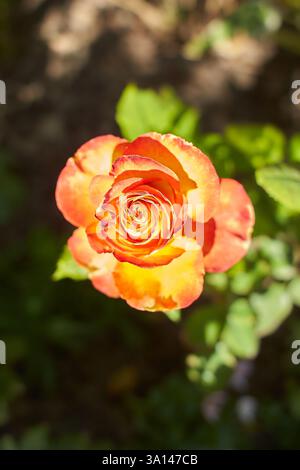 Fiori d'arancio di rosa ibrida nel giardino. Estate e primavera. Foto Stock