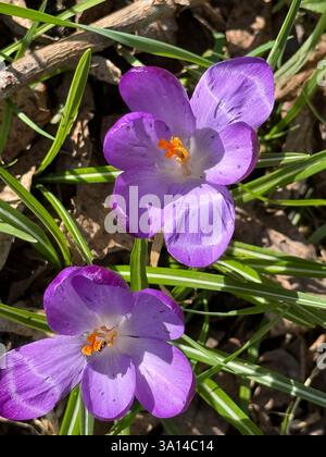 VIOLETTA DOLCE ( - Viola odorata. Foto: Tony Gale Foto Stock