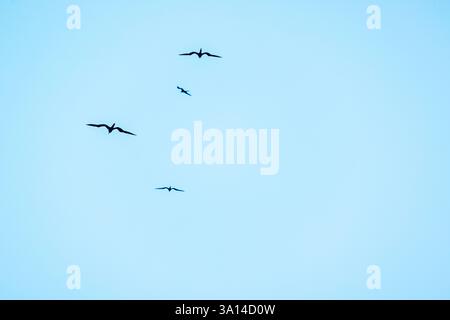 Sagome di quattro fregate che si innalzano in alto contro il cielo azzurro con ali sparsi in un volo aggraziato. Messico. Cancún. Foto Stock