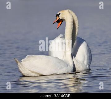 I cigni muti (Cygnus olor) sembrano romantici alla Slimbridge WWT in primavera Foto Stock