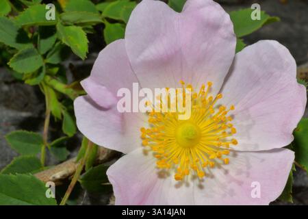 Fiore rosa canina con petali rosa e una moltitudine di stami gialli Foto Stock