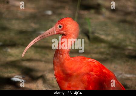 Ibis scarlatto Foto Stock
