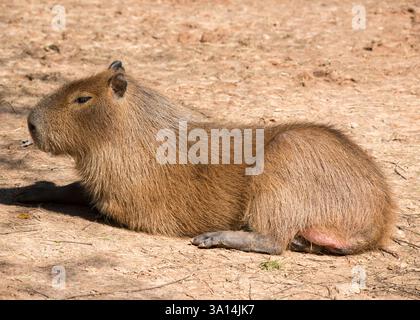 Capibara Foto Stock