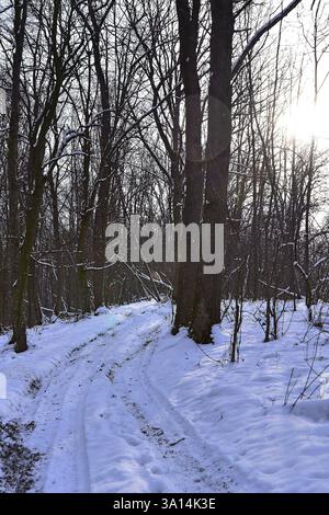 Sentiero innevato attraverso la foresta di faggi in inverno Foto Stock