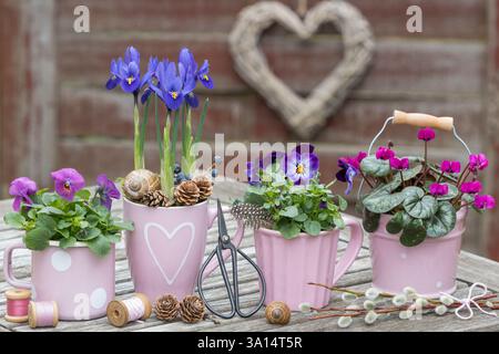 giardino primaverile con fiori viola viola viola, iris reticolato e ciclamini primaverili in tazze Foto Stock