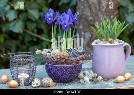 disposizione giardino con iris reticolato blu e musari in vasi di porcellana Foto Stock