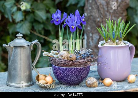 disposizione giardino con iris reticolato blu e musari in vasi di porcellana Foto Stock