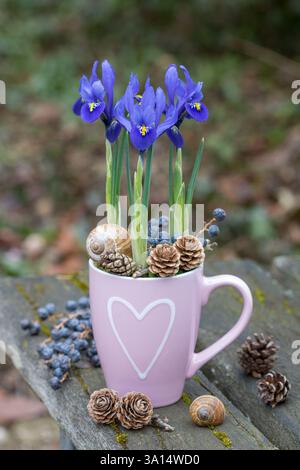 iris a rete blu in una tazza di porcellana in giardino Foto Stock