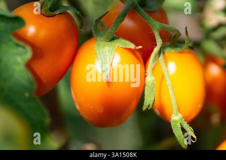 Pomodori rossi, arancioni e gialli nell'orto Foto Stock