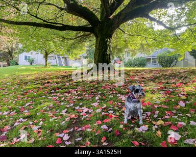 schnauzer in miniatura in una radura sotto un grande albero Foto Stock