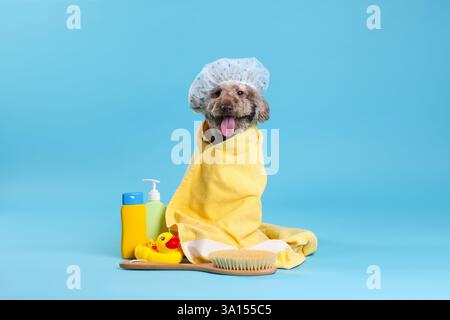 Cane carino con cuffia da doccia e altri accessori da bagno su sfondo azzurro Foto Stock