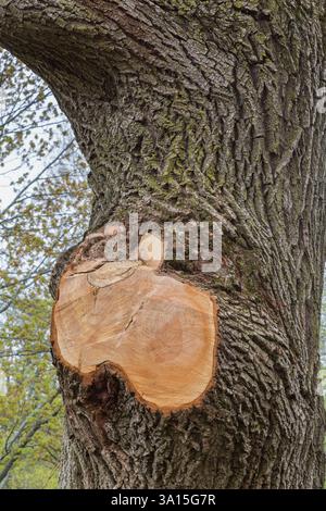 Segato da una ferita di ramo su Salix x salamonii - albero di salice piangente dorato in primavera, Quebec, Canada Foto Stock