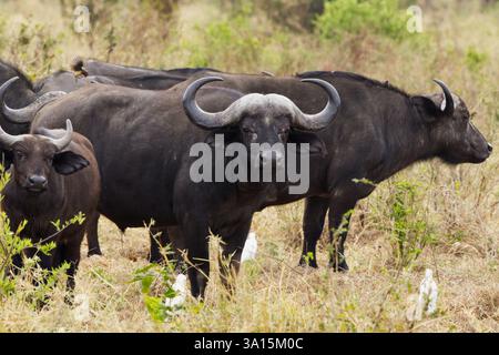 Cape Buffalo (Syncerus caffer caffer), noto anche come Buffalo d'acqua, nel Tarangire National Park, Tanzania, Africa Foto Stock