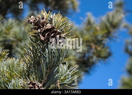 Pinus parviflora "Glauca" cono e foglie Foto Stock