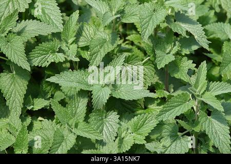 Primo piano di fondo verde con foglie di balsamo fresco al limone Foto Stock