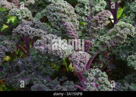 Cavolo rosso (cavolo delle foglie) che cresce nel letto del giardino Foto Stock