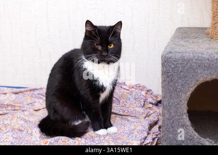 Un gatto bianco e nero e' comodamente seduto su una morbida e accogliente coperta, godendosi i suoi dintorni e possibilmente riposando tranquillamente Foto Stock