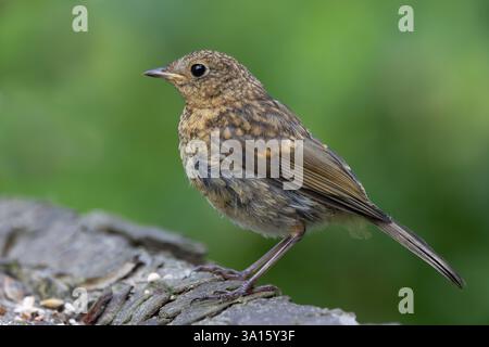 European Robin [ Erithacus rubecula ] giovane uccello in log Foto Stock