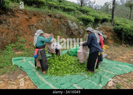 Raccoglitori di tè Tamil presso la tenuta di tè di Santa Caterina, Pekoe Trail, Ella, Sri Lanka Foto Stock