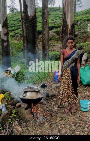 Selezionatore di tè Tamil per preparare tè, tenuta di Santa Caterina, Pekoe Trail, Ella, Sri Lanka Foto Stock