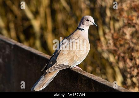 Stufa con colletto eurasiatico (Streptopelia decaocto) arroccata su recinzione di legno alla luce del sole Foto Stock