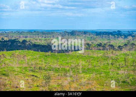 Francia, Gironda, Pyla-sur-Mer, grande sito della Dune du Pilat, panorama dalla duna sui resti della foresta carbonizzata durante gli incendi del 2022 Foto Stock