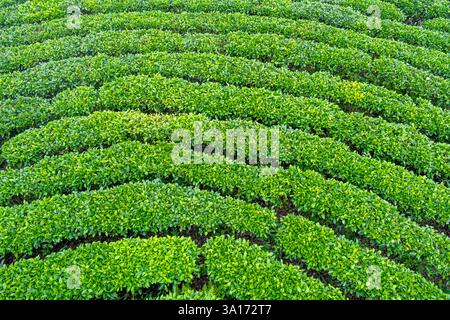 Vietnam, provincia di Cao Bang, Nguyen Binh, piantagione di tè Foto Stock