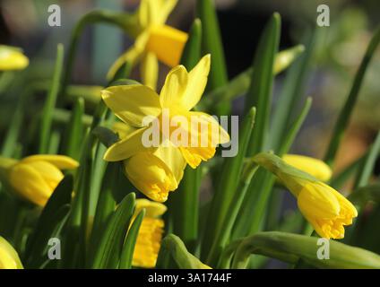 Un primo piano del bellissimo Daffodil, Narciso "Tete a Tete" Foto Stock