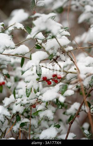 Bacche rosse ricoperte di neve e foglie verdi su delicati rami invernali Foto Stock