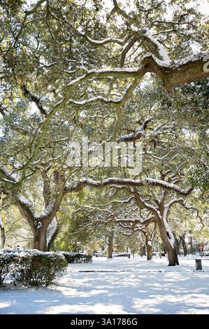 Querce innevate in un parco con la luce del sole che filtra attraverso Foto Stock