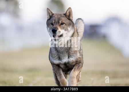 Shikoku Kochi-ken, pista da corsa per lo sport del cane da corsa Foto Stock