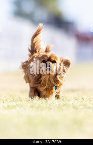 Campo da corsa Cavalier King Charles Spaniel, Sprint Dog Sport Foto Stock