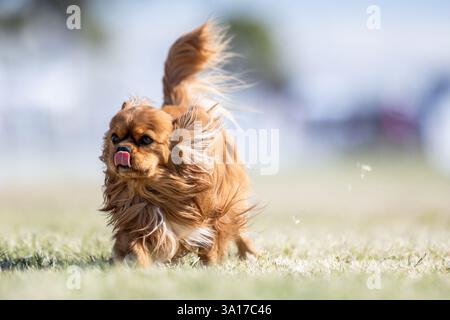 Campo da corsa Cavalier King Charles Spaniel, Sprint Dog Sport Foto Stock