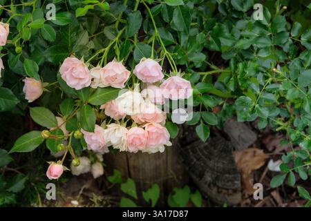 Rose panna in giardino. Fiori di rosa su un cespuglio verde. Giardino di fiori in estate. Giardino del cottage. Foto Stock