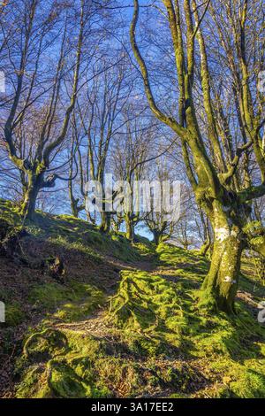Una foresta di faggi sulla cima del Monte Adarra in Urnieta. Gipuzkoa, Paesi Baschi Foto Stock
