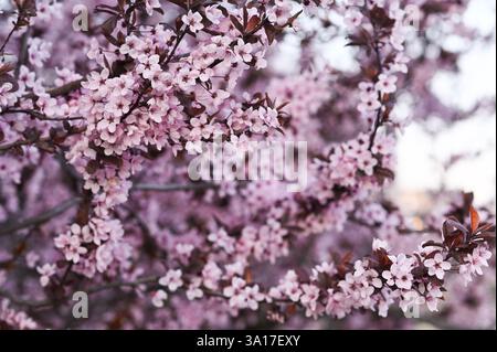 un ramoscello in fiore di ciliegio selvatico sargent. sfondo primaverile Foto Stock
