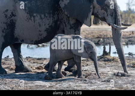 Elefanti africani, riserva di caccia di Moremi, Delta dell'Okavango, Botswana Foto Stock