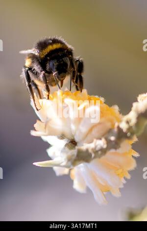 Primo piano di un Bumblebee che impollina su un Edgewothis in fiore, con i suoi delicati fiori bianchi e gialli Foto Stock