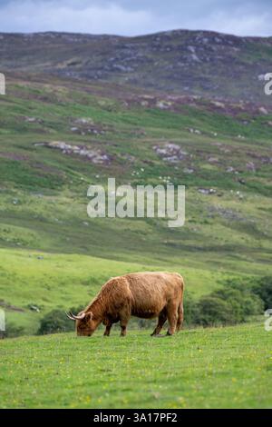 Mucca delle Highland che pascolano in un pascolo grezzo vicino a Kinloch Rannoch nelle Highlands scozzesi. Scozia, Regno Unito. Foto Stock