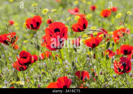 Un vivace primo piano di papaveri rossi con marcature nere che fioriscono in un prato illuminato dal sole, circondato da erba verde e fiori selvatici gialli. I petali risplendono Foto Stock