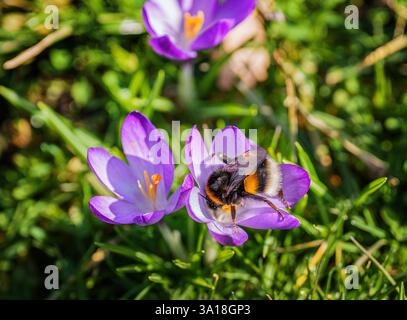 Wiesbaden, Germania. 7 marzo 2025. Un bumblebee siede su un fiore di croco viola nel Biebrich Palace Park. Crediti: Andreas Arnold/dpa/Alamy Live News Foto Stock