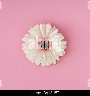 gerbera bianca, fiore a margherita su sfondo rosa pastello. Concetto minimale e semplicità. Stile piatto. Vista dall'alto. Foto Stock