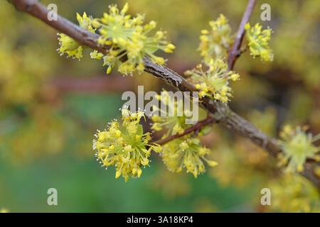 Fiore giallo di Cornus officinalis, ciliegio corneo giapponese, in fiore. Foto Stock
