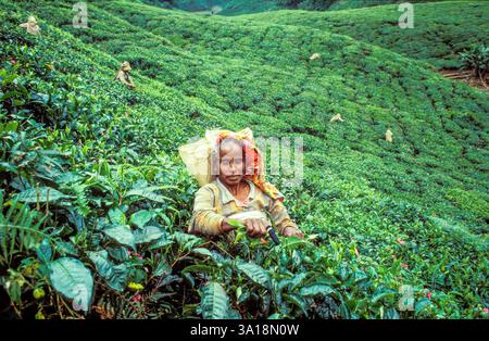 Malaysia, Cameron Highlands, operai del tè che raccolgono foglie di tè in una piantagione di tè. Foto Stock