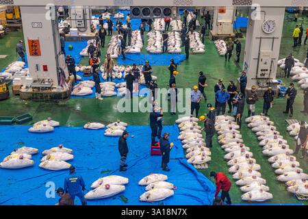 TOKYO, GIAPPONE - 7 LUGLIO 2024: L'asta del tonno al mercato di Toyosu. Il mercato ha rilevato l’attività all’ingrosso dal mercato di Tsukiji che invecchia. Foto Stock