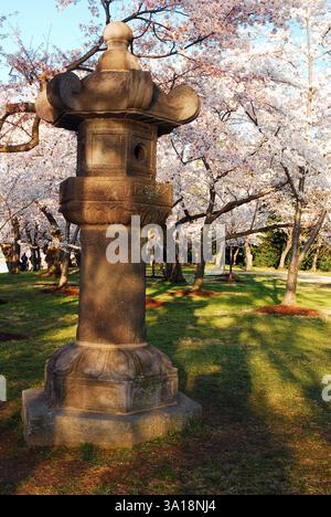 Una Lanterna Giapponese e' circondata da fiori di ciliegio in fiore in un giorno primaverile a Washington, DC Foto Stock