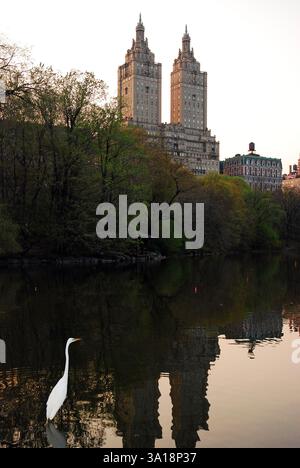 Un'egret ti attende all'ombra dello skyline di New York, mentre gli edifici si riflettono nell'acqua del lago di Central Park Foto Stock