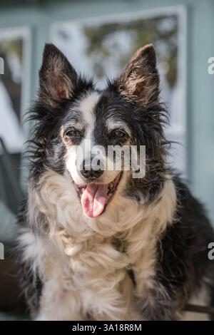 Un'anziana collie di confine che pintona come se stesse sorridendo Foto Stock